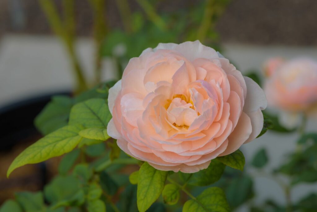 soft pink english rose