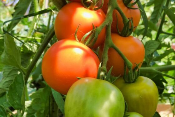 Crimson Crush tomato: growing, care & uses