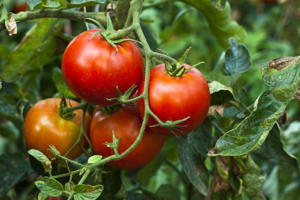 tomatoes ripening on a plant showing symptoms of blight