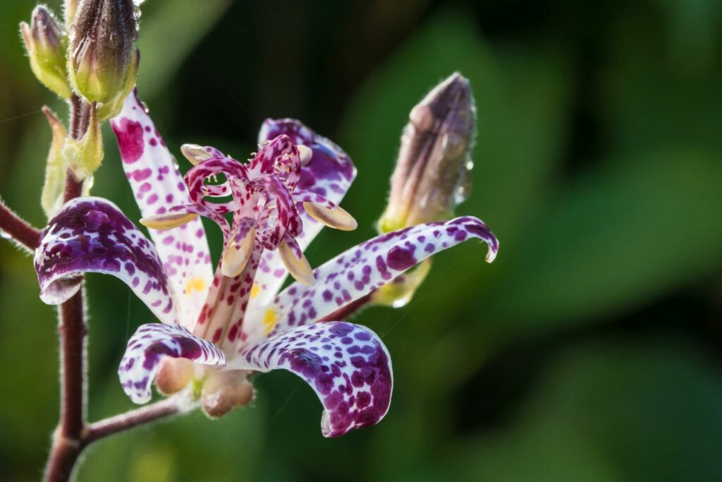 Speckled toad lily flower