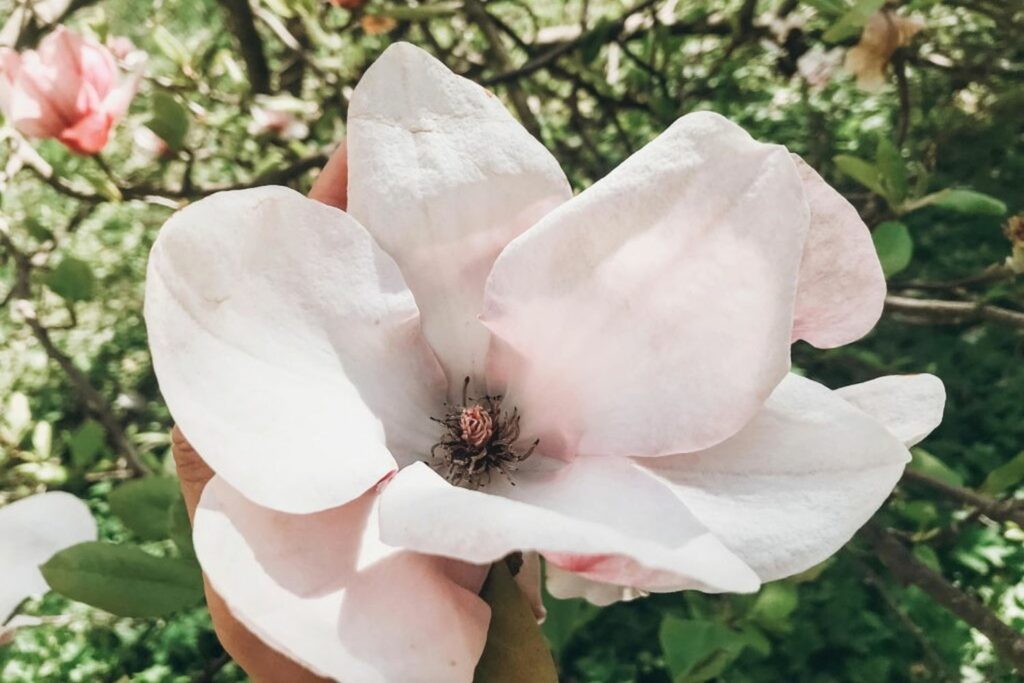 large pale pink magnolia flower