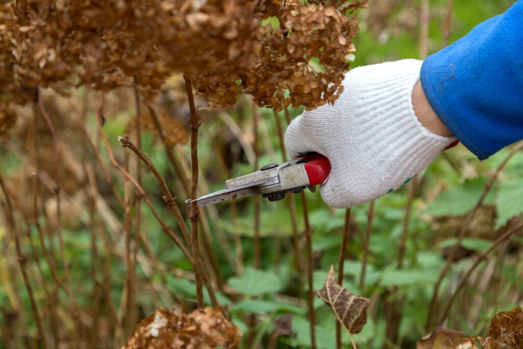 deadheading hydrangeas