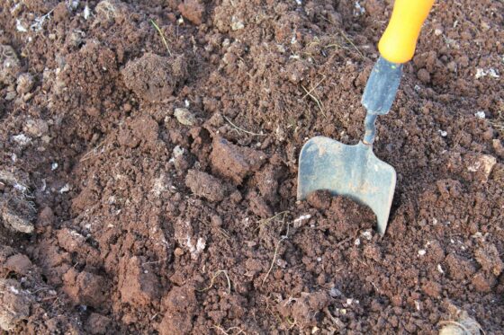 How to improve soil quality: 7 tips