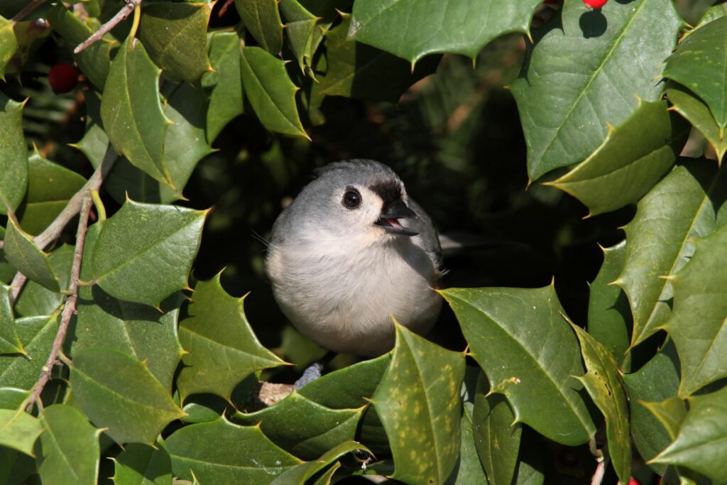 A tufted titmouse in a holly bush