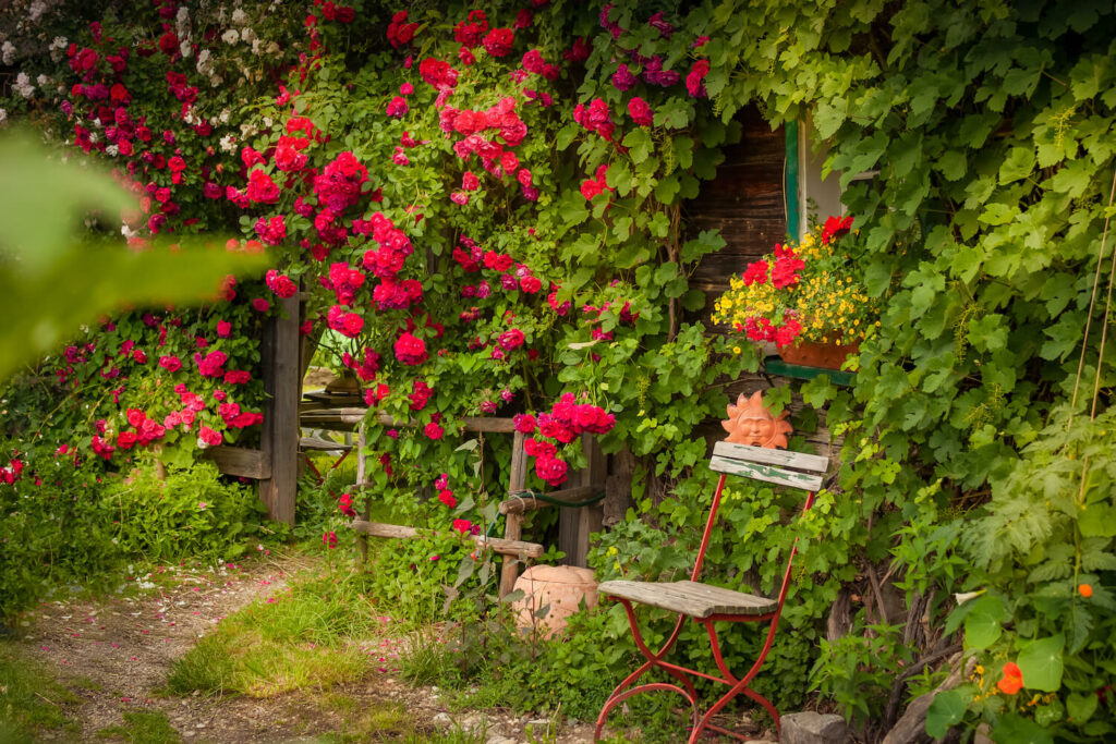 Red climbing roses on a house