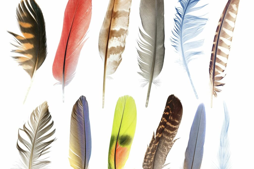 different kinds of bird feathers