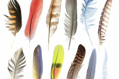Bird feathers: moult, features & feather types