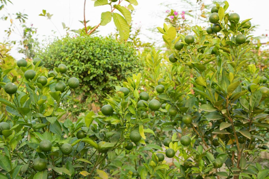 Pursha lime tree with fruits
