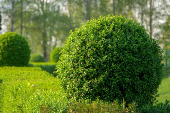 Types of privet: evergreen & robust privet hedges