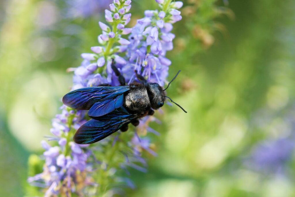 blue and purple wild bee