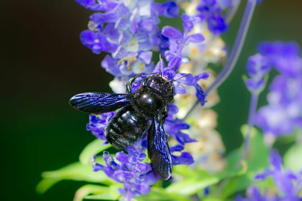 A violet carpenter bee on blue flowers