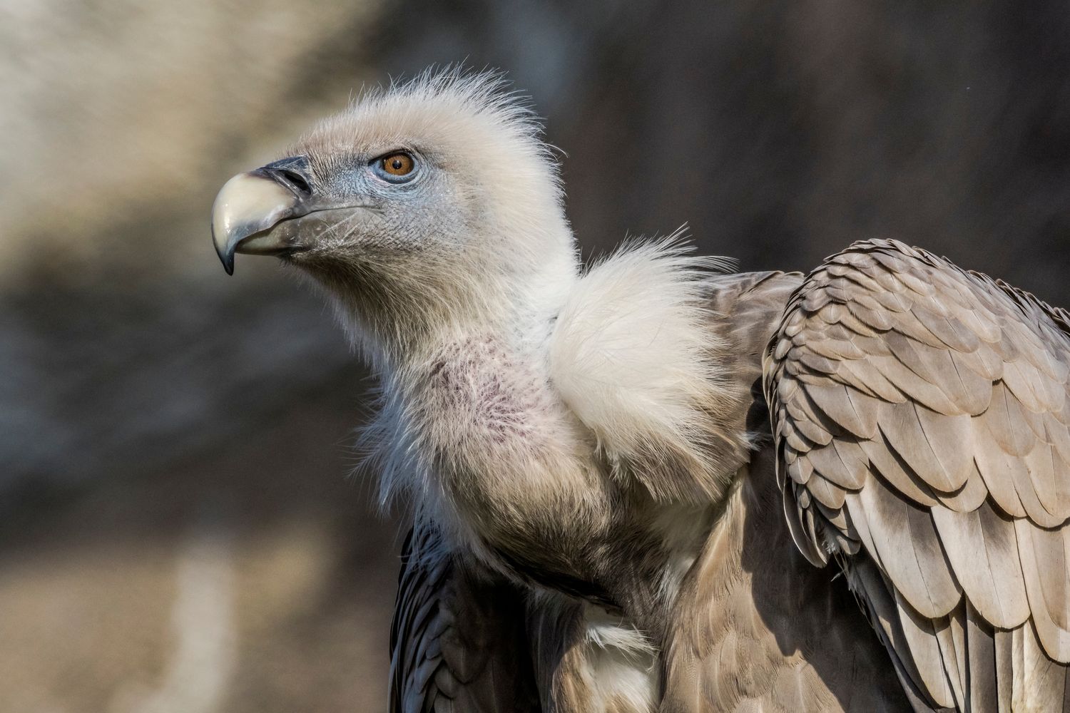 Can birds smell, hear & see colours? - Plantura