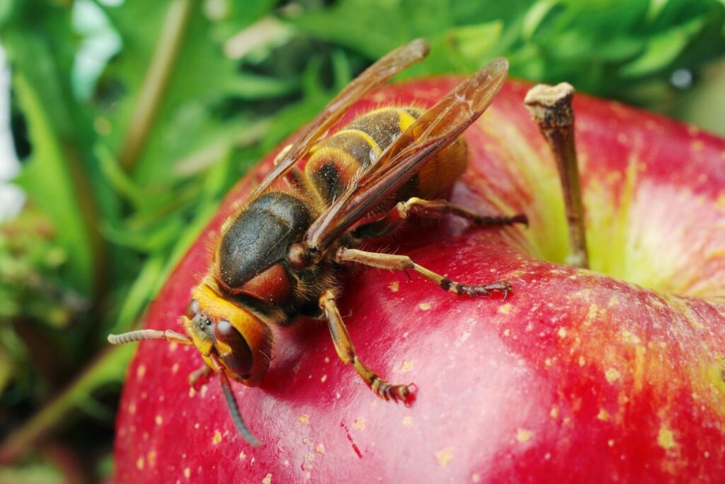 Close-up of wasp on red apple