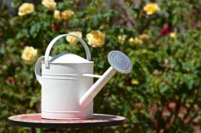 Watering roses: expert tips for watering roses in pots & beds