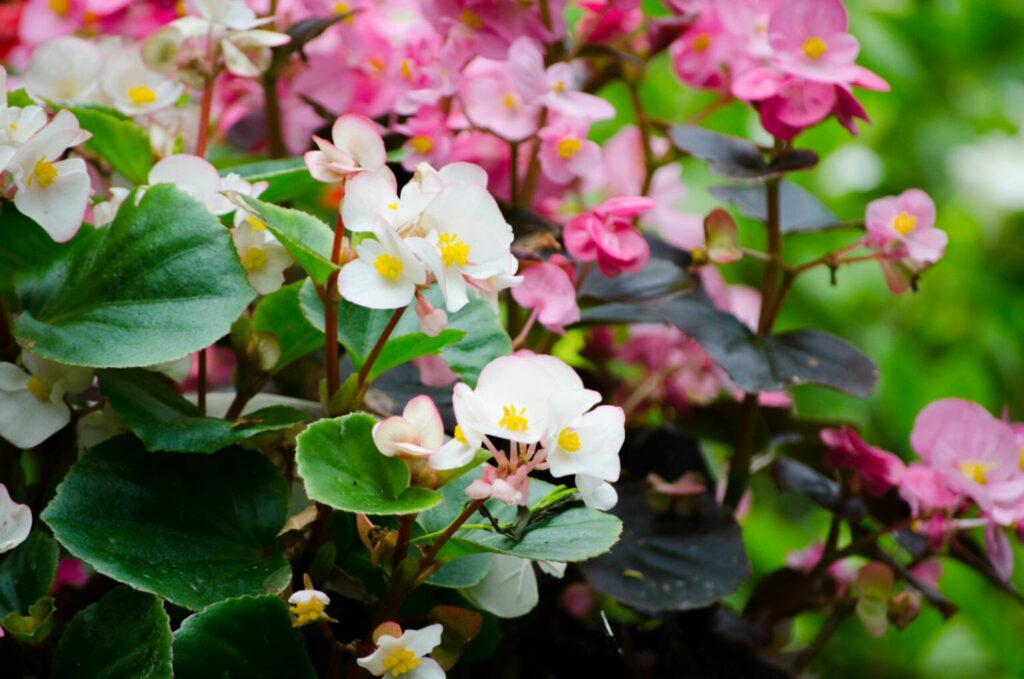 white and pink wax begonias