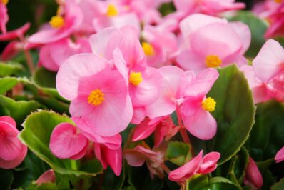 Wax begonias: professional tips for planting & caring for these everbloomers