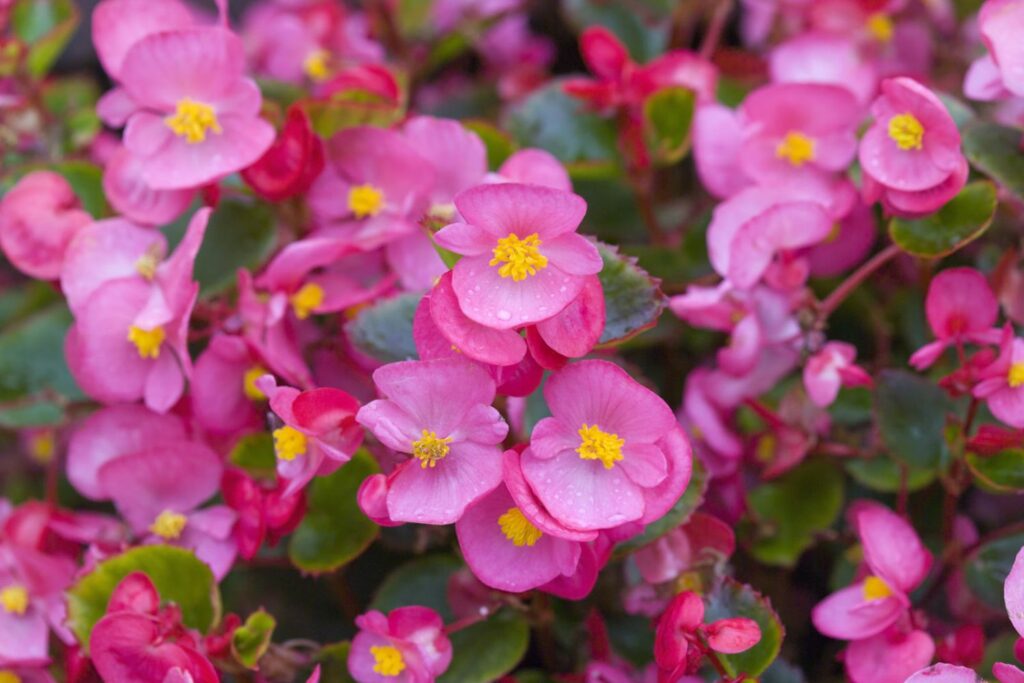 Pink wax begonia flower