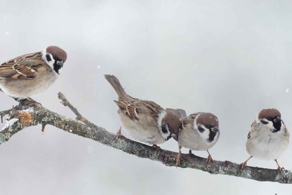 tree sparrows sitting on a branch