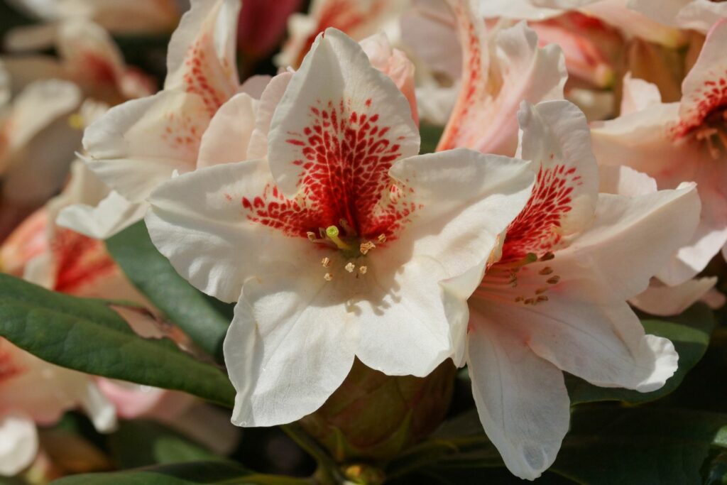 white rhododendron flower