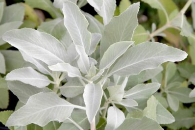 White sage: plant, care & effects of the sacred sage