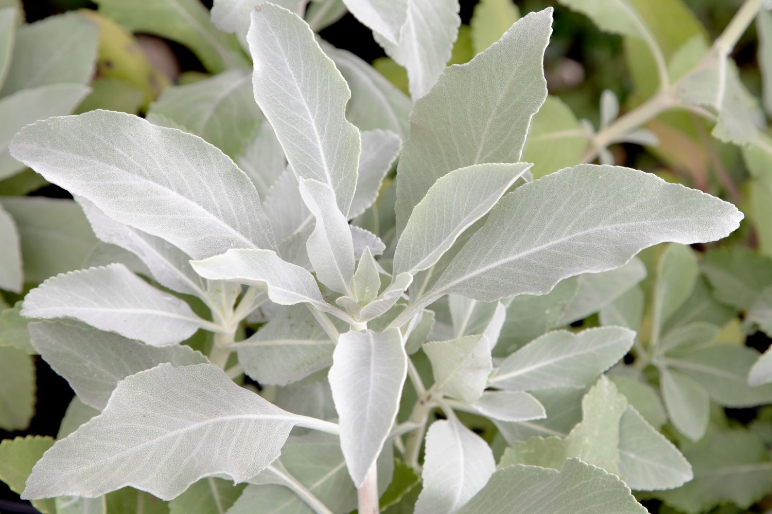 White sage: how to grow, care for & use - Plantura