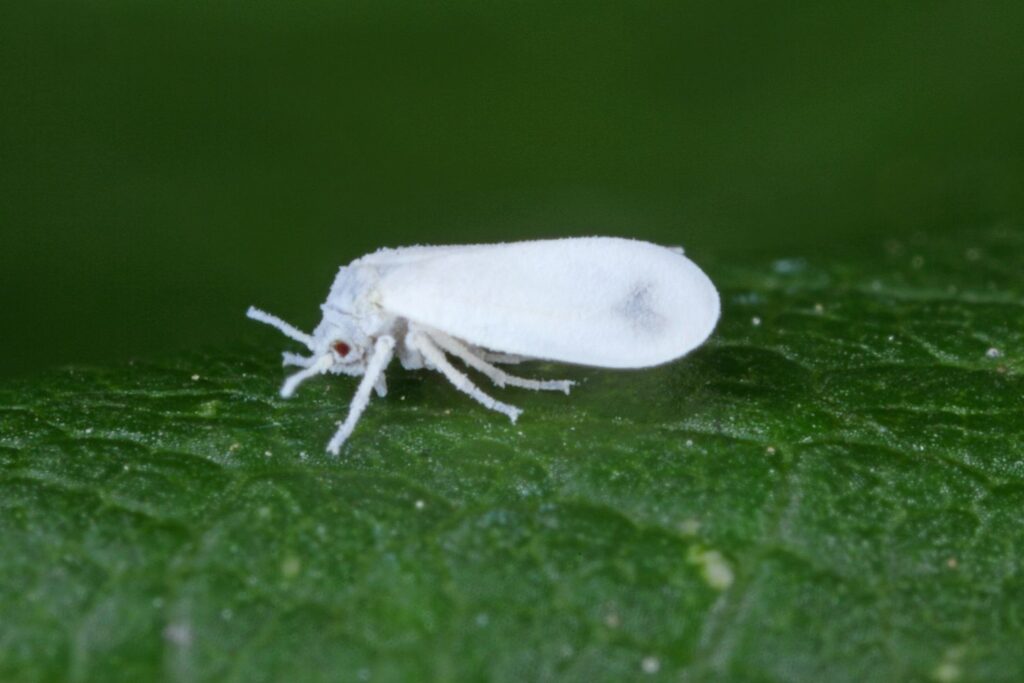 closeup whitefly