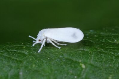 Whiteflies: how to identify, prevent & get rid of them