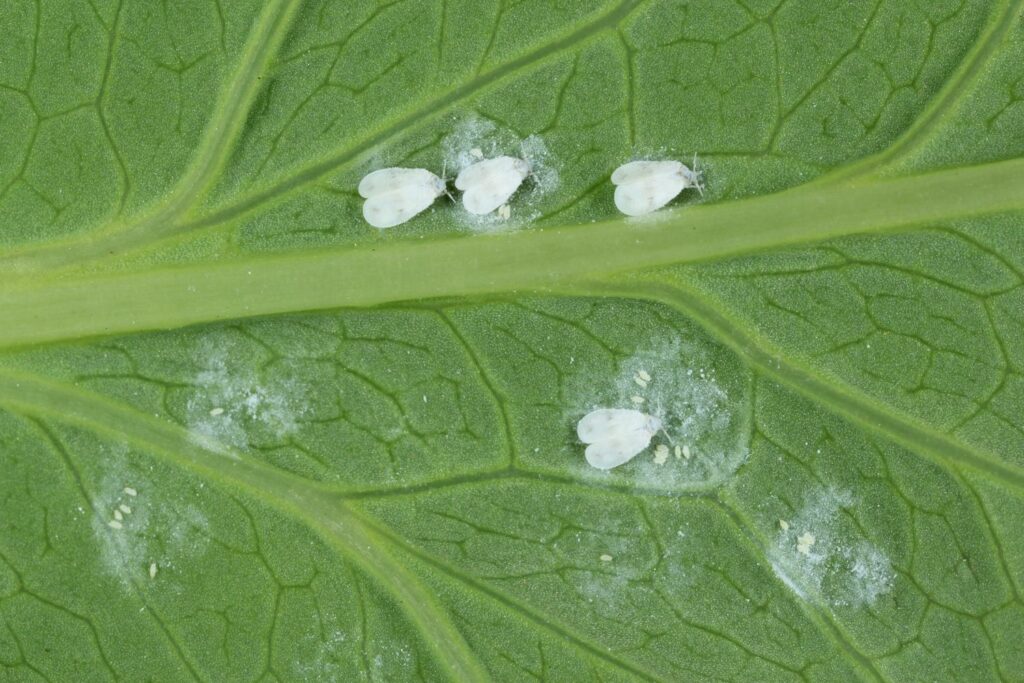 whitefly population on a leaf