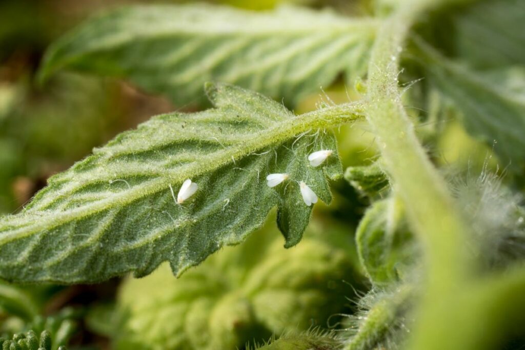 little white flies on a leaf