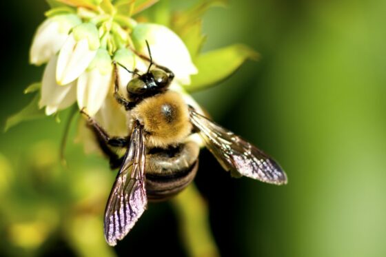 Wild bees: species, lifestyle & how to support wild bees?