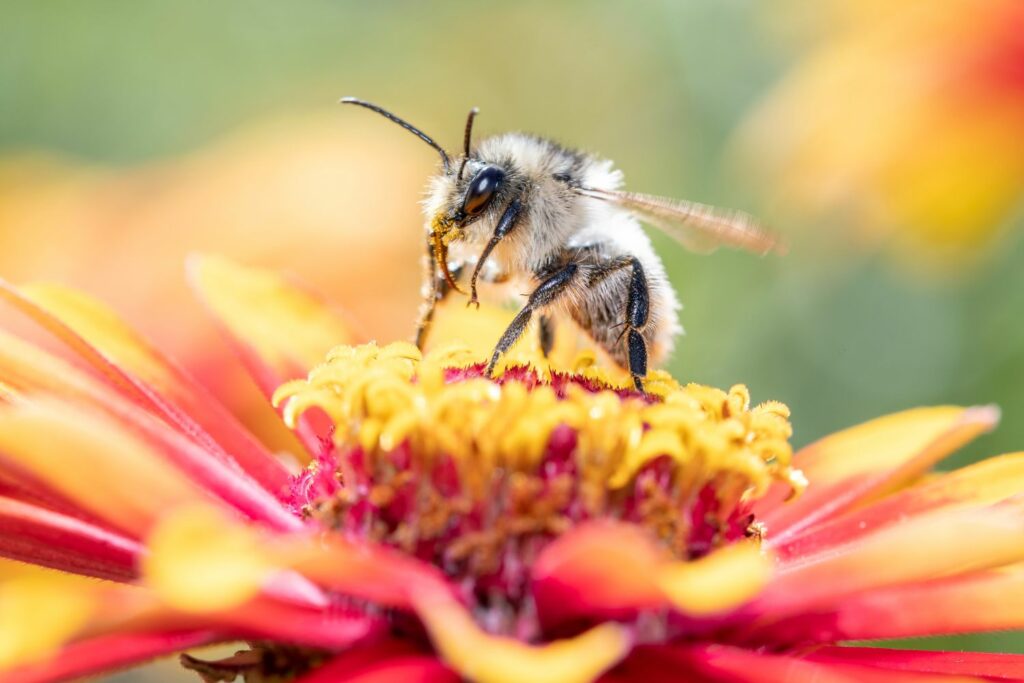 wild bee on pink flower