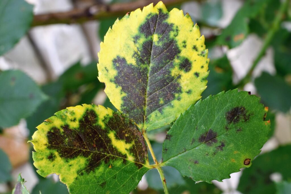Rose leaf with yellow edges and black spots