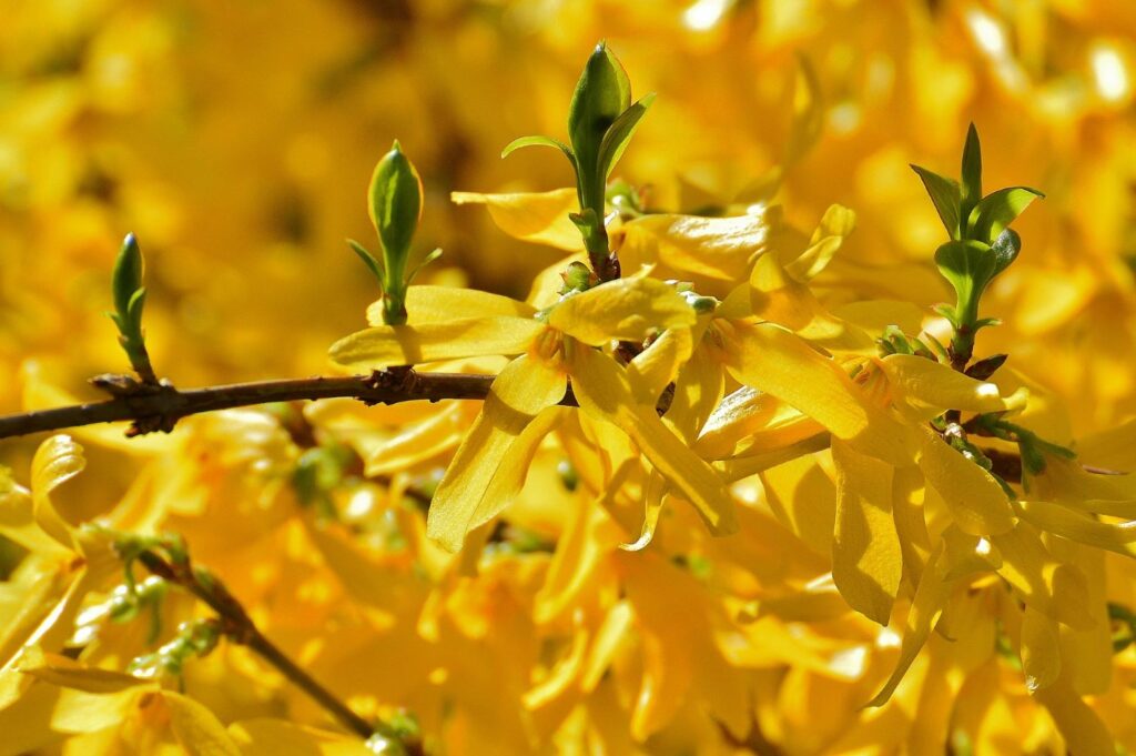 vividly yellow forsythia flowers
