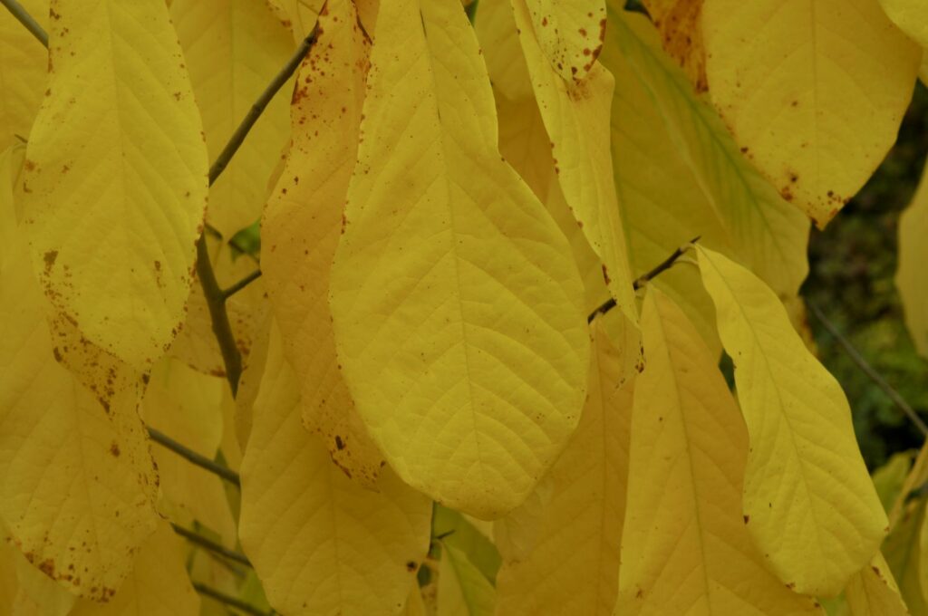 Pawpaw plant with yellow leaves