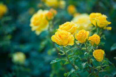 Yellow roses: the 10 most beautiful varieties for your garden