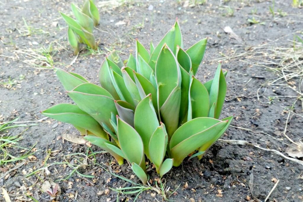 Young tulip plant