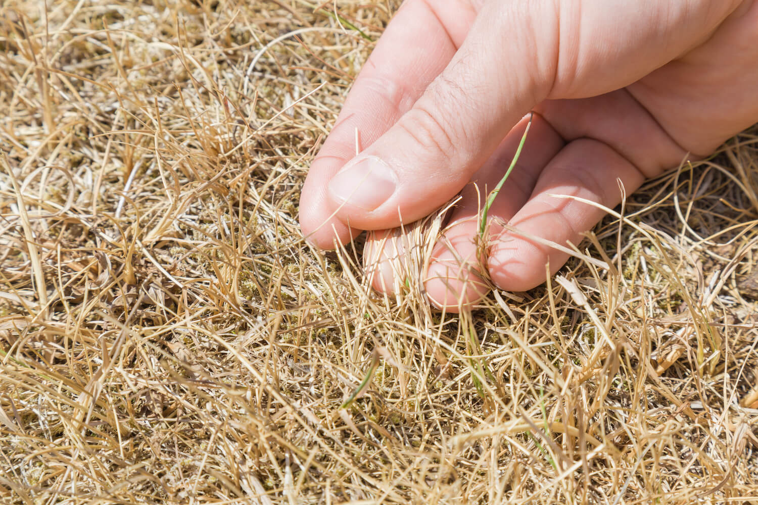 yellow burnt grass