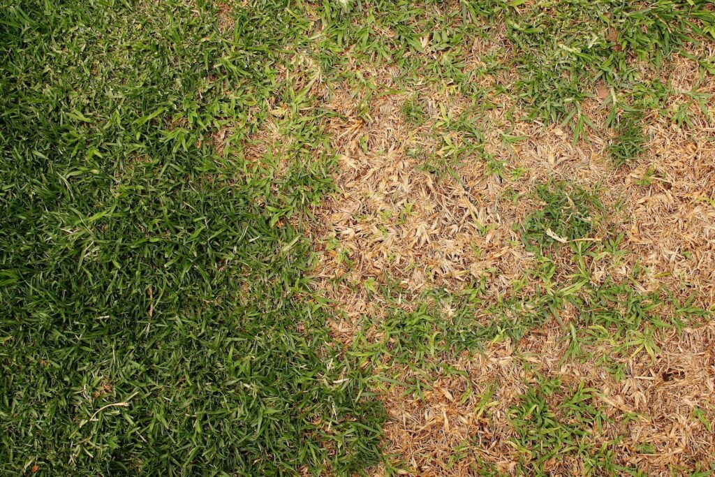 How to repair burnt lawn