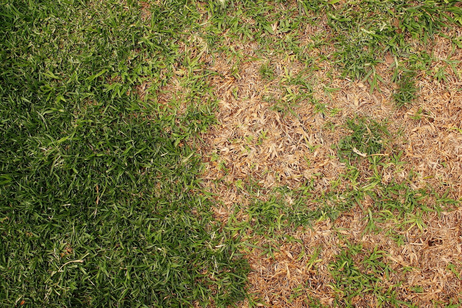 a patch of burnt grass