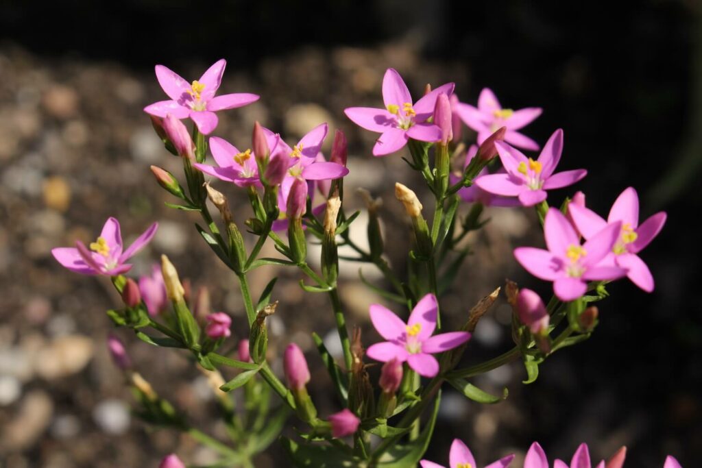 sunny opened pink centaury flowers