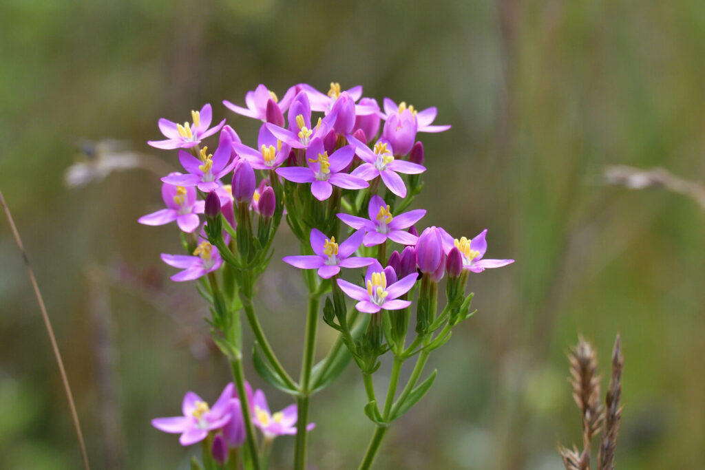 cluster of small pink centaury flowers