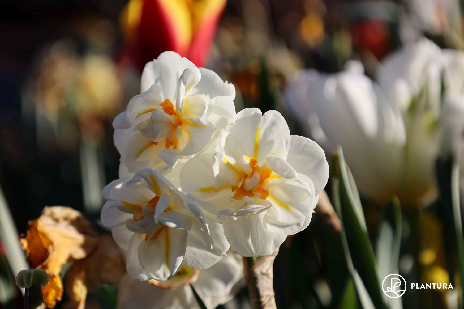 White double flowered daffodil