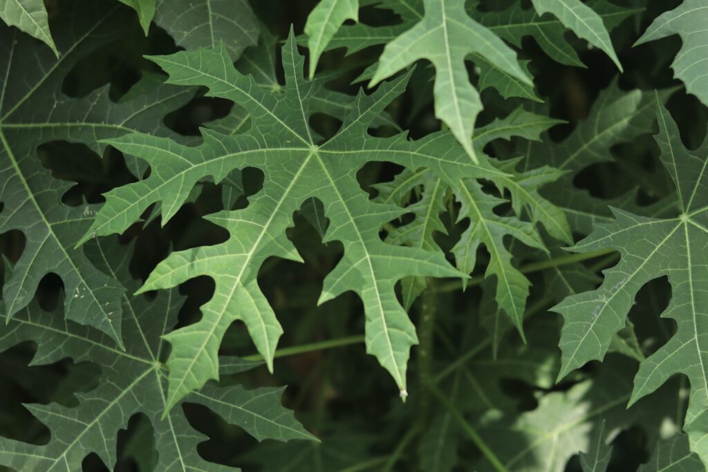 lobed dark green papaya leaves