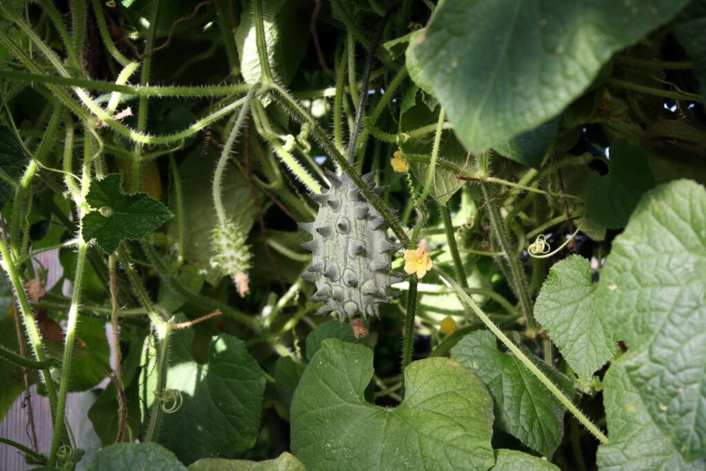 kiwano fruit hanging from plant