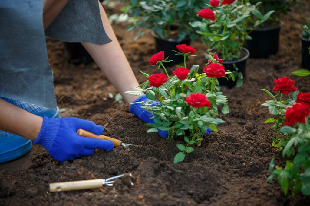 Loosening soil with a hand fork