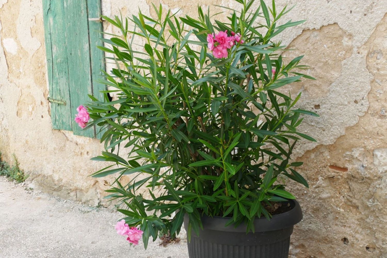 Pink oleander plant next to a wall