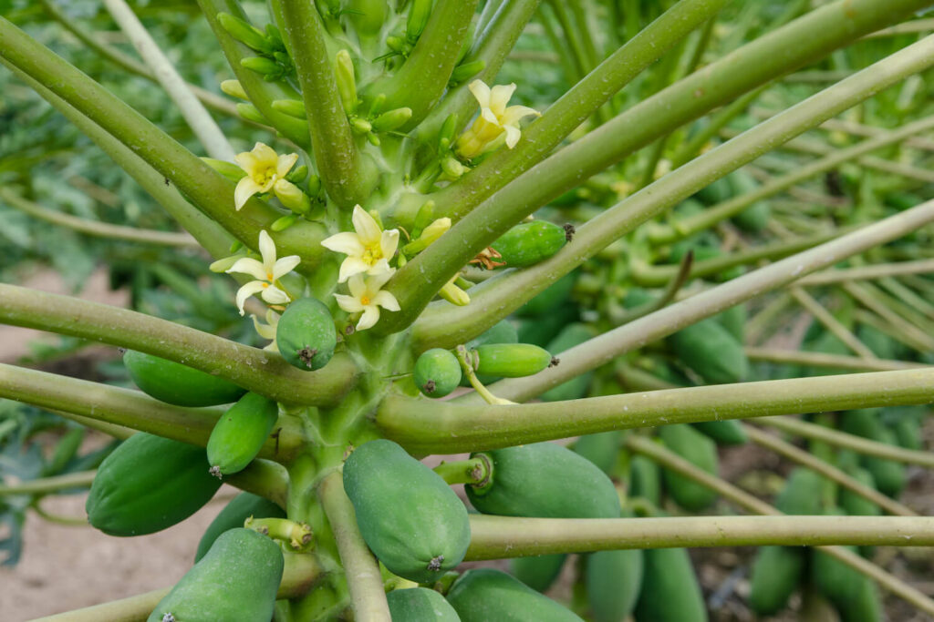 fruits and blooms in branches