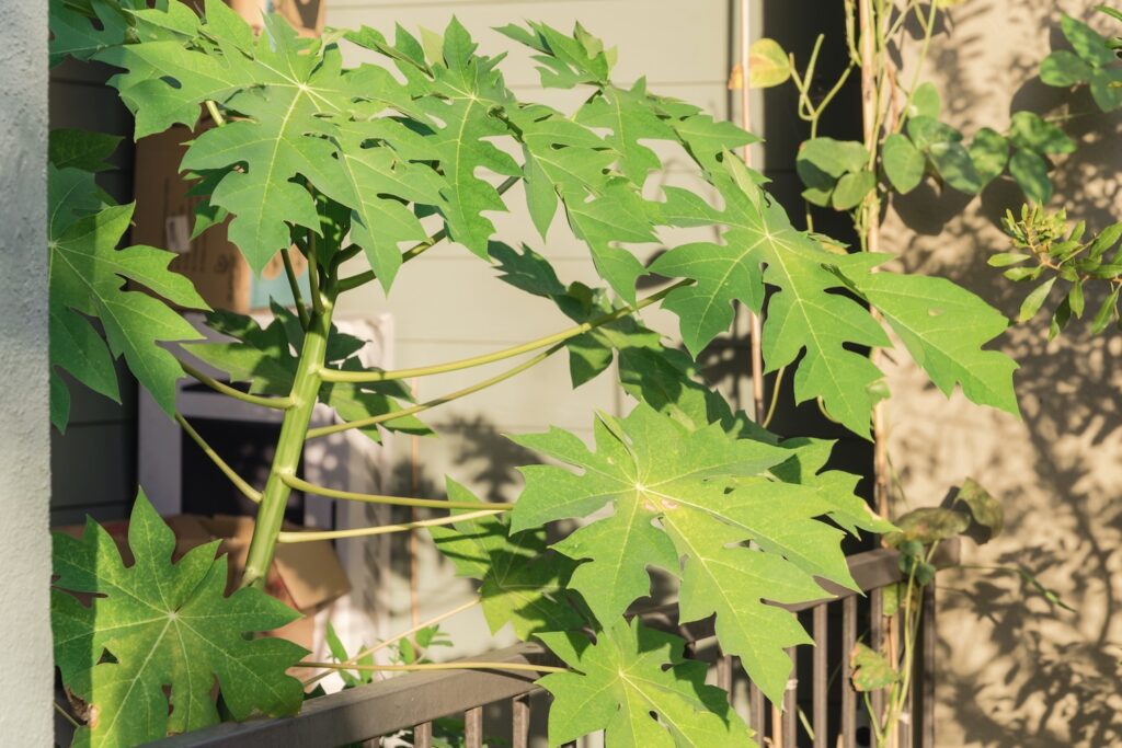 papaya growing on sunny balcony