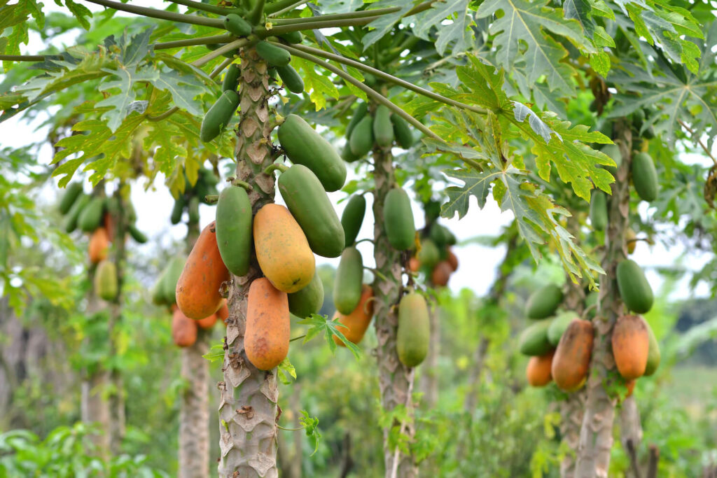 fruit hangs from papaya trees