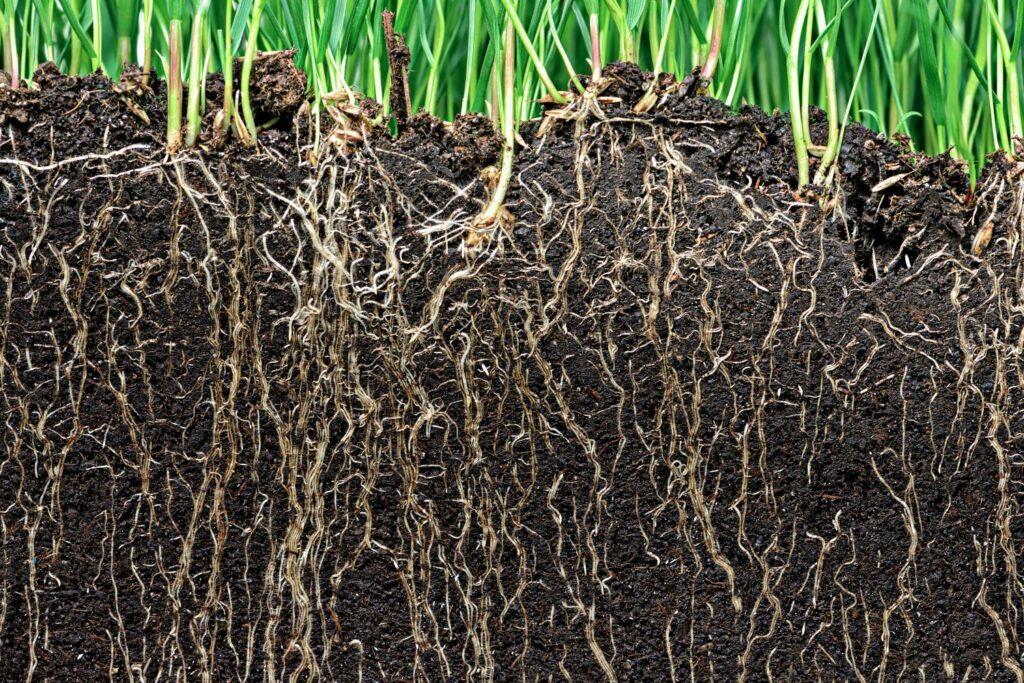 Roots penetrating layers of soil